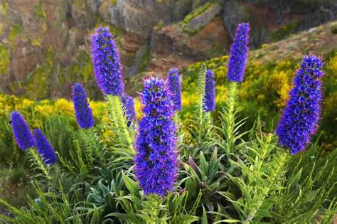 Piante E Fiori Coltivazione Biologica