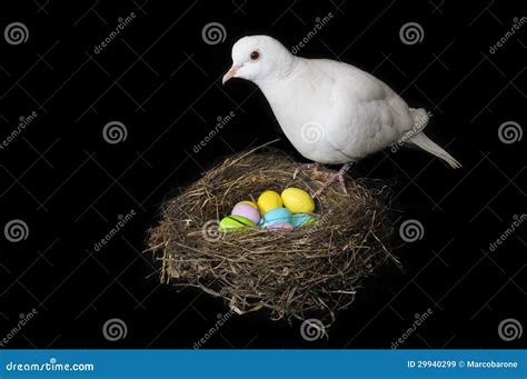 Pomba De Easter Imagem De Stock Imagem De Ninho Pombo 29940299