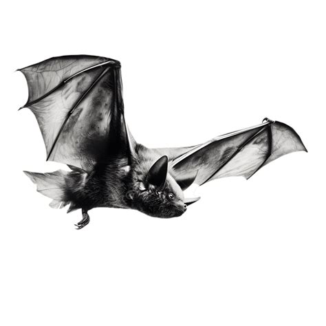 Black Bat Spreads Its Wings And Flies 3d Animal Modeling Bat Animal