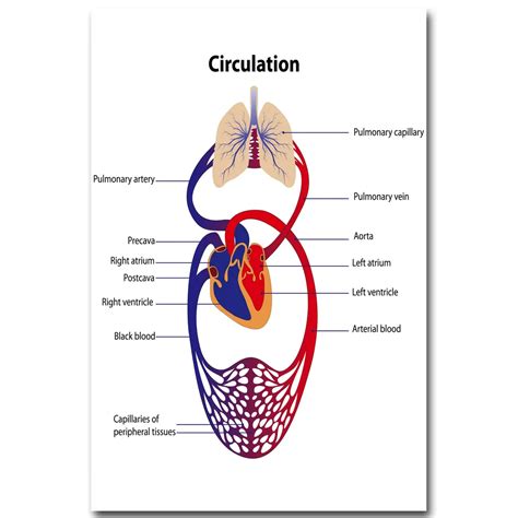 Aliexpress.com : Buy NICOLESHENTING Human Blood Circulation System Art ...