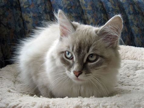 Male Blue Lynx Point Siberian Kitten Pavlov Seacliffe