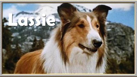 Lassie Klassiker Box schönsten Spielfilme 14 Filme 5 DVD