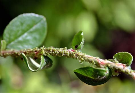 Dammanns Garden Company Aphids 101