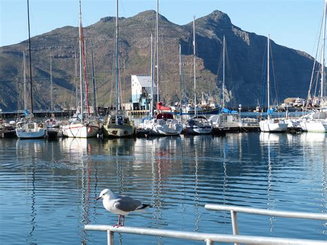 Free Images Sea Water Ocean Dock Boat Lake Ship Seagull Boot