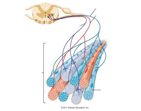 Somatic Nervous System Quiz