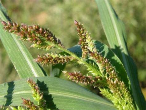 Barnyard Grass Identification And Control Herbicide Application Armuro