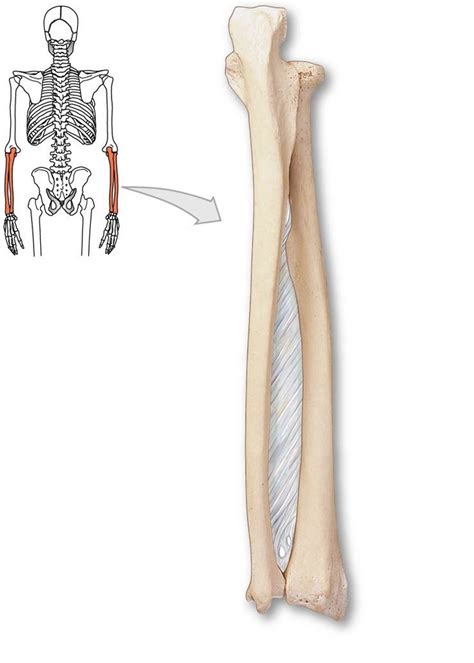 Radius And Ulna Posterior View Diagram Quizlet