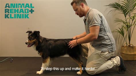 Dog Cruciate Surgical Rehab Exercises Pt 2 Hind End Proprioception