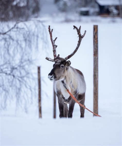 Reindeer Farm Visit With Sledge Ride