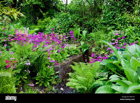 A Mixture Of Shade Loving Woodland Plants Like Hostas Ferns Primulas In The Garden At