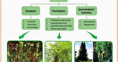 Materi Lengkap Kingdom Plantae Tumbuhan Terbaru Generasi Biologi Riset