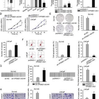 Vps D As Promotes Cell Proliferation Migration And Invasion In