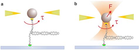 Ijms Free Full Text Optical Methods To Study Protein Dna