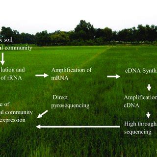 1 General Workflow For The Soil Metatranscriptomic Analysis Soil