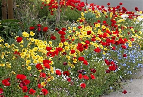 Однолетники для Вашего сада, цветущие все лето | Garden inspiration ...