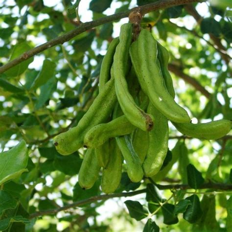 Buy Carob (Ceratonia Siliqua) 3 seeds online :: Seeds :: HobbySeeds Store