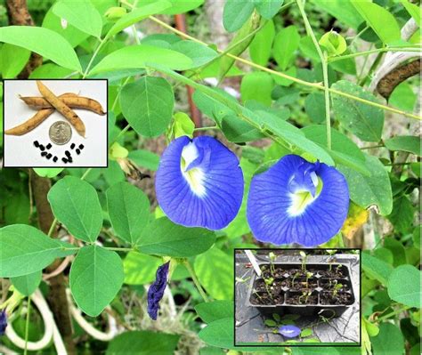 Potting Mixture Plant Zones Colored Rice Butterfly Pea Seeds For