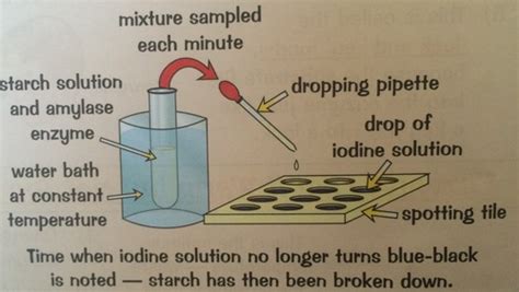 Biology Investigating Enzymatic Reactions Flashcards Quizlet