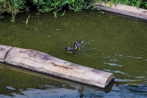 生態共融 新北藤寮坑溝及大窠坑溪生物種逾120種 寶島 中時