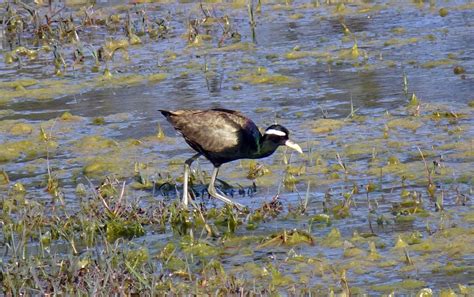 Bird Bronze Winged Jacana Free Photo On Pixabay Pixabay