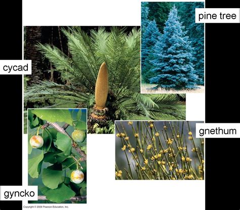 The Evolution of Plants - Antranik.org