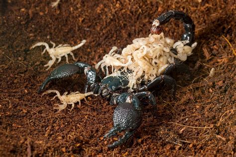 Un escorpión emperador uno de los escorpiones más grandes del mundo