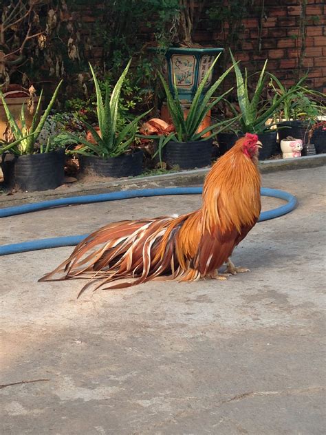 Pin de Trần Minh em Gà kiểng Galo