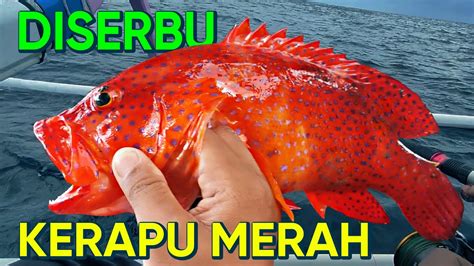 SPOT IKAN KERAPU MERAH ADA DISINI HNBJOSS YouTube