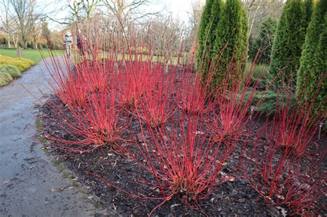 Cornus alba - Trees and Shrubs Online