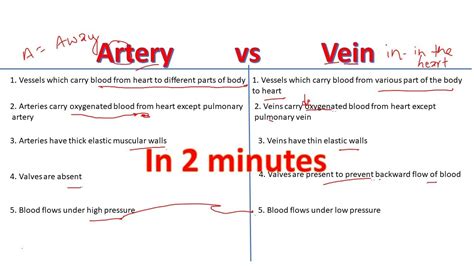 Artery vs Vein | Differences between arteries and Veins for beginners ...