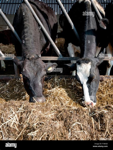 Black And White Holstein Friesian Dairy Cattle Eating Hay And Silage