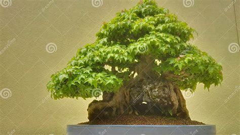 Ancient Bonsai Tree Stock Image Image Of Tree Trees 53968533