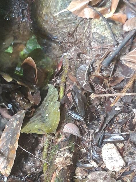 Brilliant Forest Frog From La Chorrera District Panama On October 10