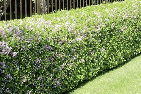 Dwarf Korean Lilac Is A Great Alternative To Boxwood And As An Added