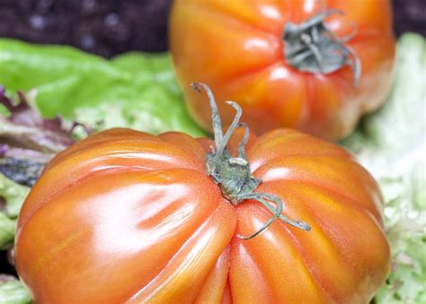 Roma Tomate Patia Red Veredelt Volmary Solanum Lycopersicum