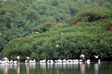 Caroni Swamp and Bird Sanctuary: Destination Trinidad and Tobago | Tours, Holidays, Vacations ...