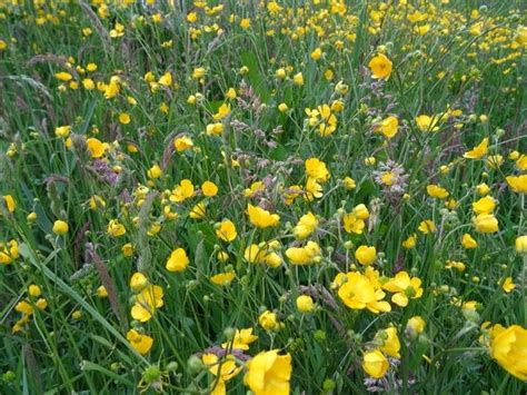 Some Yellow Flowers Are Growing In The Grass