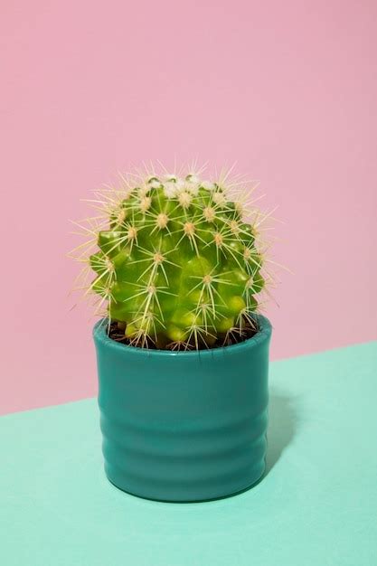 Natureza morta planta de cacto Foto Grátis