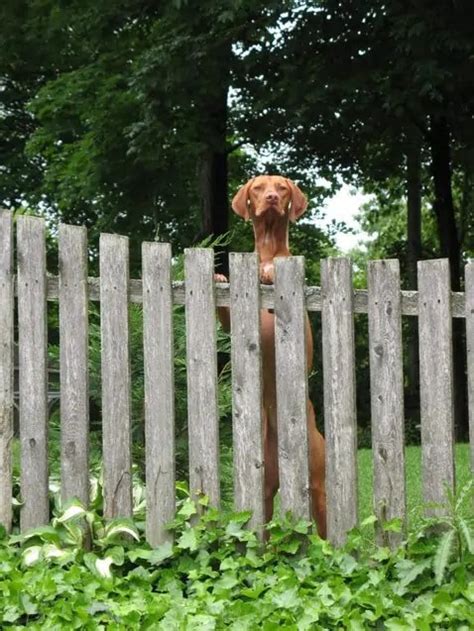 Top 21 Dog Fence Ideas To Keep Your Pets Safe | Backyard Insider