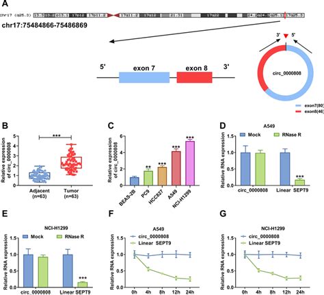 Circ 0000808 Was Overexpressed In Nsclc Tissues And Cells A The Basic