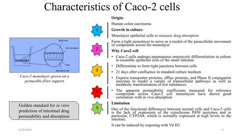 Caco Cell Permeability Assay For Drug Absorption Ppt