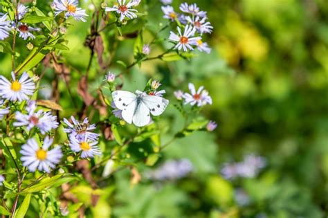 Uma Borboleta Branca Senta Se Em Uma Flor Roxa A Palavra Borboleta