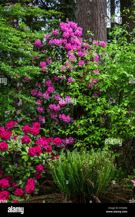 Rhododendron Gardens in Hendrick's Park, Eugene, Oregon, USA Stock Photo - Alamy