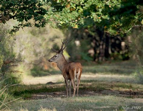 Cerf Cors Lapproche Ou Laff T Dans La Marne Chasse Et