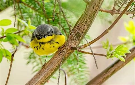 14 Small Birds With Yellow Breasts Uncover Their Beauty