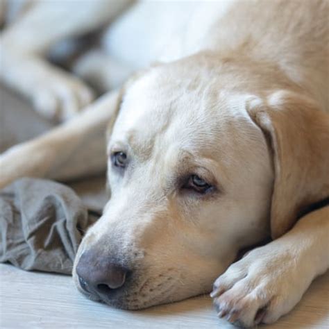 What Does Liver Failure Look Like In Dogs Recognizing The Signs