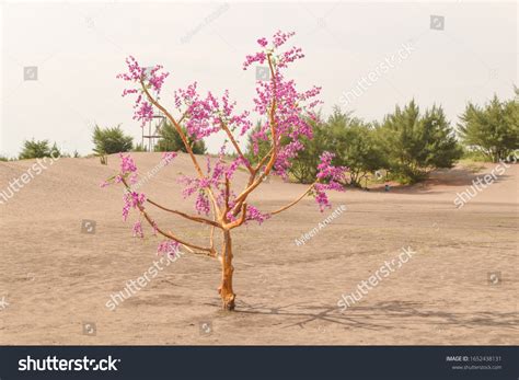 Desert Sand Flower Royalty Free Images Stock Photos And Pictures