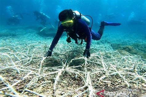 Restorasi Dan Kuota Demi Hidup Terumbu Karang Di Nusa Penida Bali