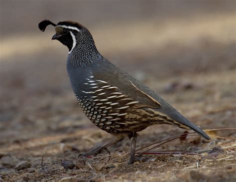 California Quail | San Diego Bird Spot