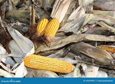 Le Pannocchie Mature Si Sono Raccolte Nel Campo Di Cereale In Autunno